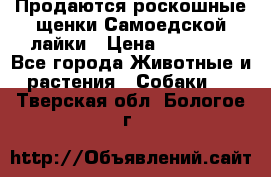 Продаются роскошные щенки Самоедской лайки › Цена ­ 40 000 - Все города Животные и растения » Собаки   . Тверская обл.,Бологое г.